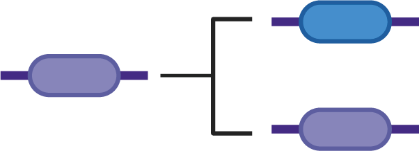 gene duplication